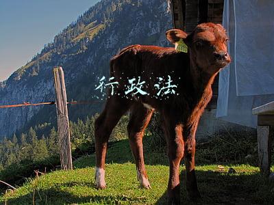 行政法包括哪些法(行政法是什么意思)