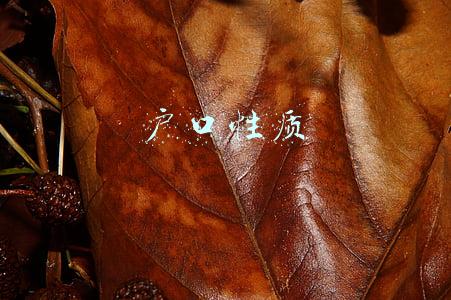 户口性质