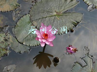 居间合同