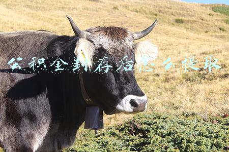公积金封存后怎么提取