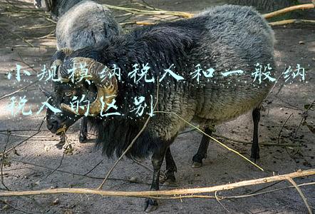 小规模纳税人和一般纳税人的区别