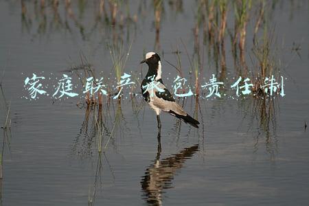 家庭联产承包责任制