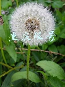 重庆限号
