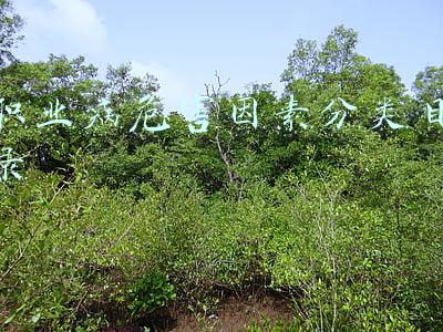 职业病危害因素分类目录