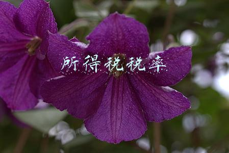 所得税税率