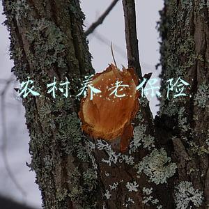 农村养老保险