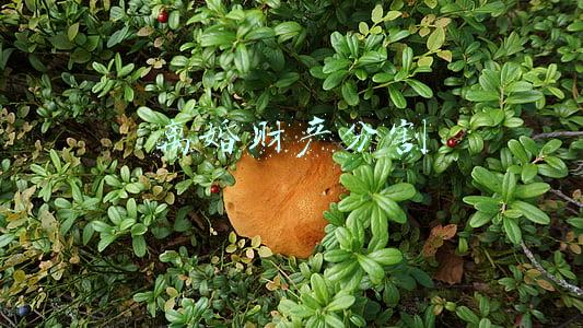 离婚财产分割