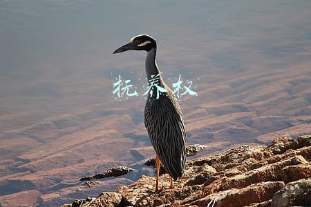 抚养权