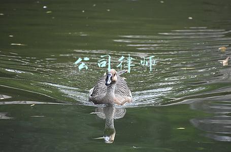 公司律师