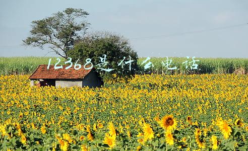 12368是什么电话