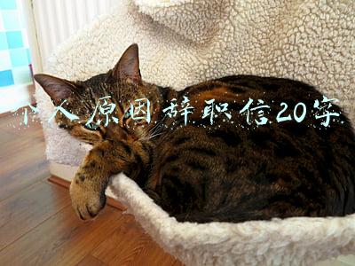 辞职报告(辞职报告！)