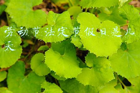劳动节法定节假日是几天