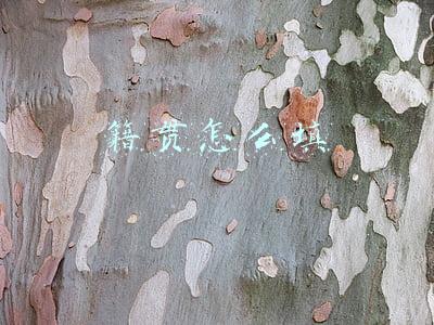 籍贯怎么填
