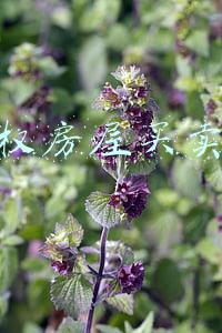 小产权房屋买卖合同