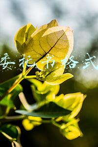 委托书格式