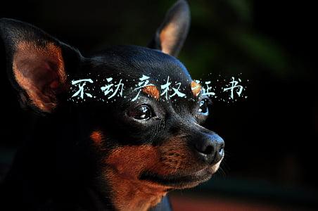 不动产权证书