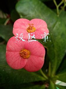 设区市级(漳州一中、芗城中学发布自主招生方案)