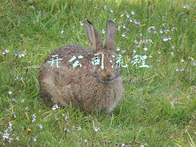 开公司流程