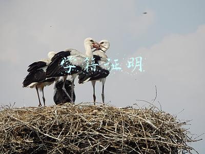 学籍证明有什么用处(学籍档案有什么用？)