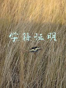 学籍证明图片(如何在学信网上查询到自己的学籍证明)