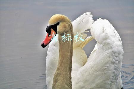 商标权转让(商标权如何转让？)