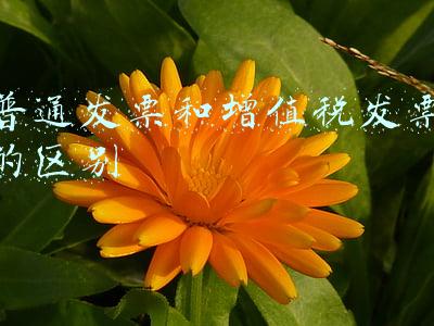 普通发票和增值税发票的区别