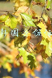 韩国身份证