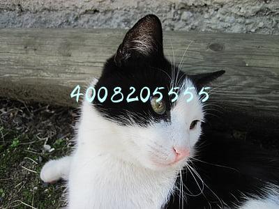 4008205555打电话是干嘛(谎称提升信用额度 骗走女子万元)