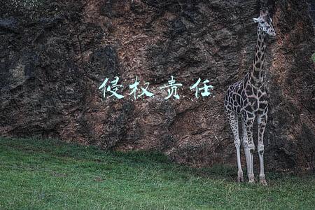 侵权责任