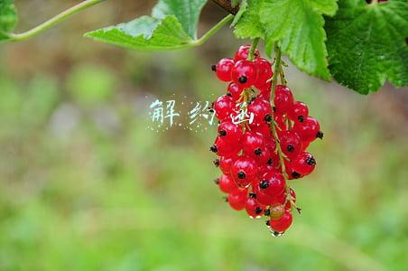 解约函图片(合同解除告知函)