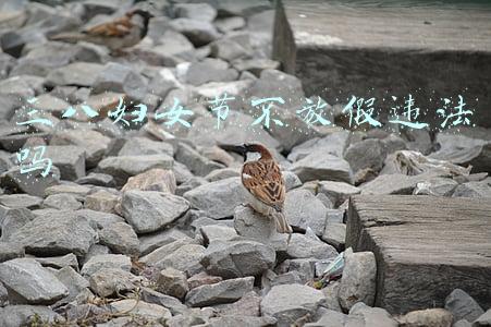 三八妇女节不放假违法吗