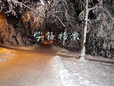 学籍档案