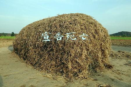 宣告死亡