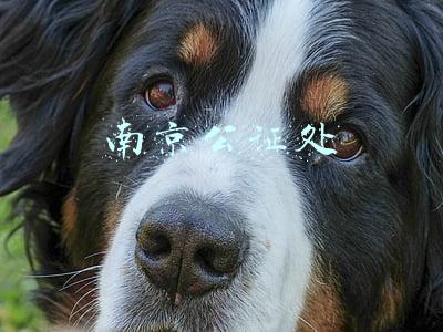 南京公证处
