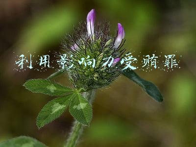 利用影响力受贿罪