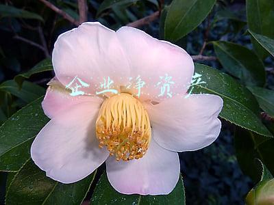 企业净资产