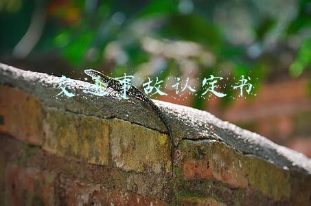 交通事故认定书