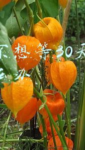 离婚不想等30天冷静期怎么办