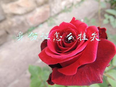 身份证怎么挂失