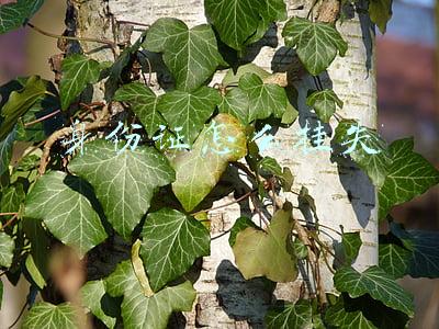 身份证怎么挂失