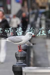 律师咨询在线
