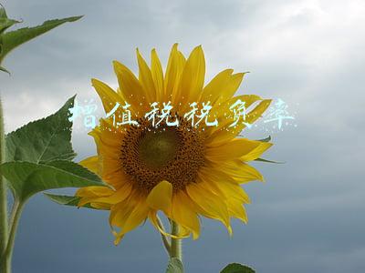 增值税税负率