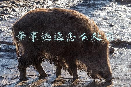 肇事逃逸怎么处罚扣分(发生交通事故后，肇事逃逸会受到怎样的处罚？)