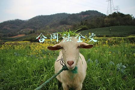 合同法全文