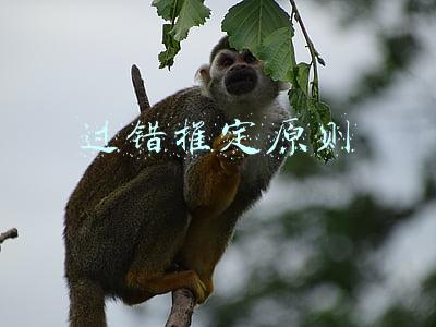 过错推定原则