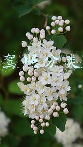 驾照分类