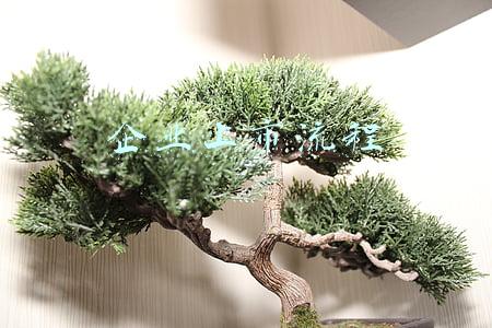 企业上市流程众立租赁(浙江众成包装材料股份有限公司)