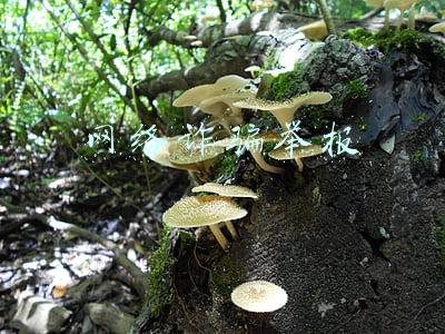 网络诈骗举报