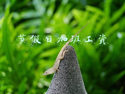 节假日加班工资