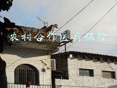 农村合作医疗保险